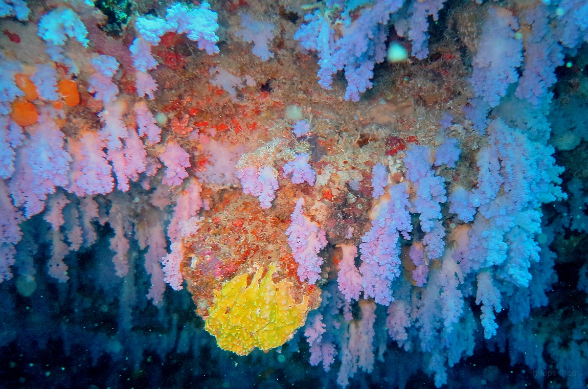 IMG_0275rf_Maldives_Madoogali_Plongee 2_Vihamaafaru_Corail bleu.jpg